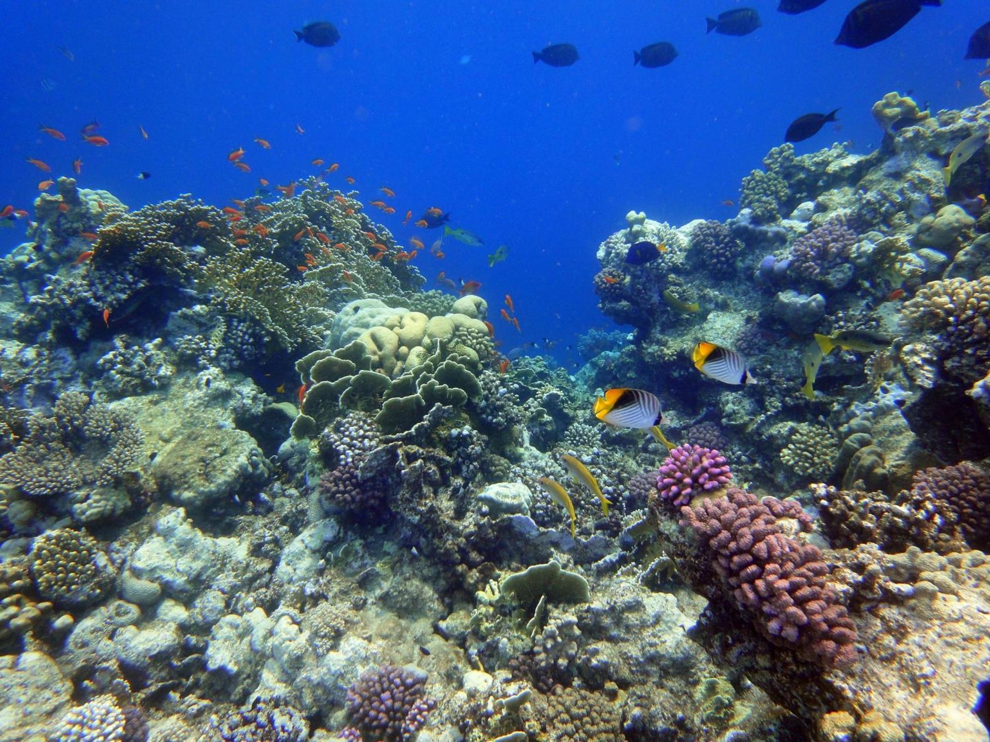 Hotelux Oriental Coast Marsa Alam Coraya Bay Exterior foto